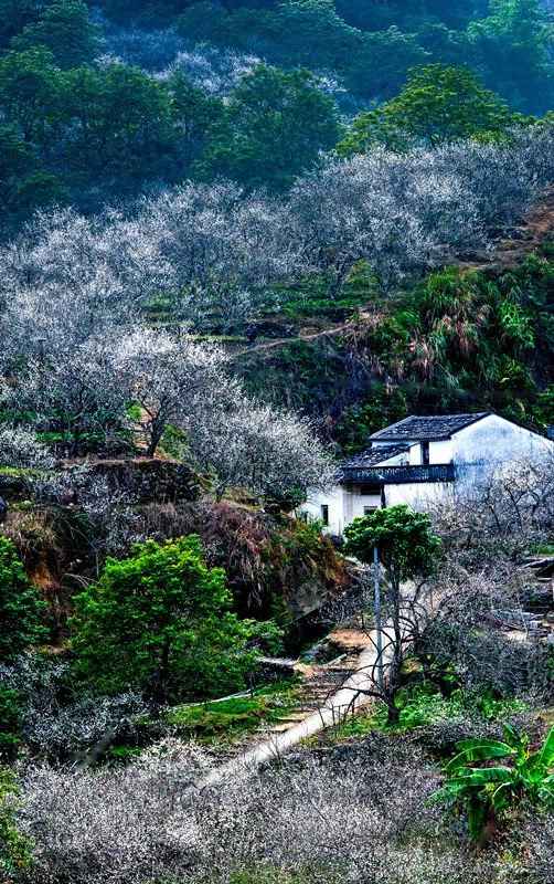 【岭南影象】揭阳揭西：西坑香雪海，坪上绿云烟
