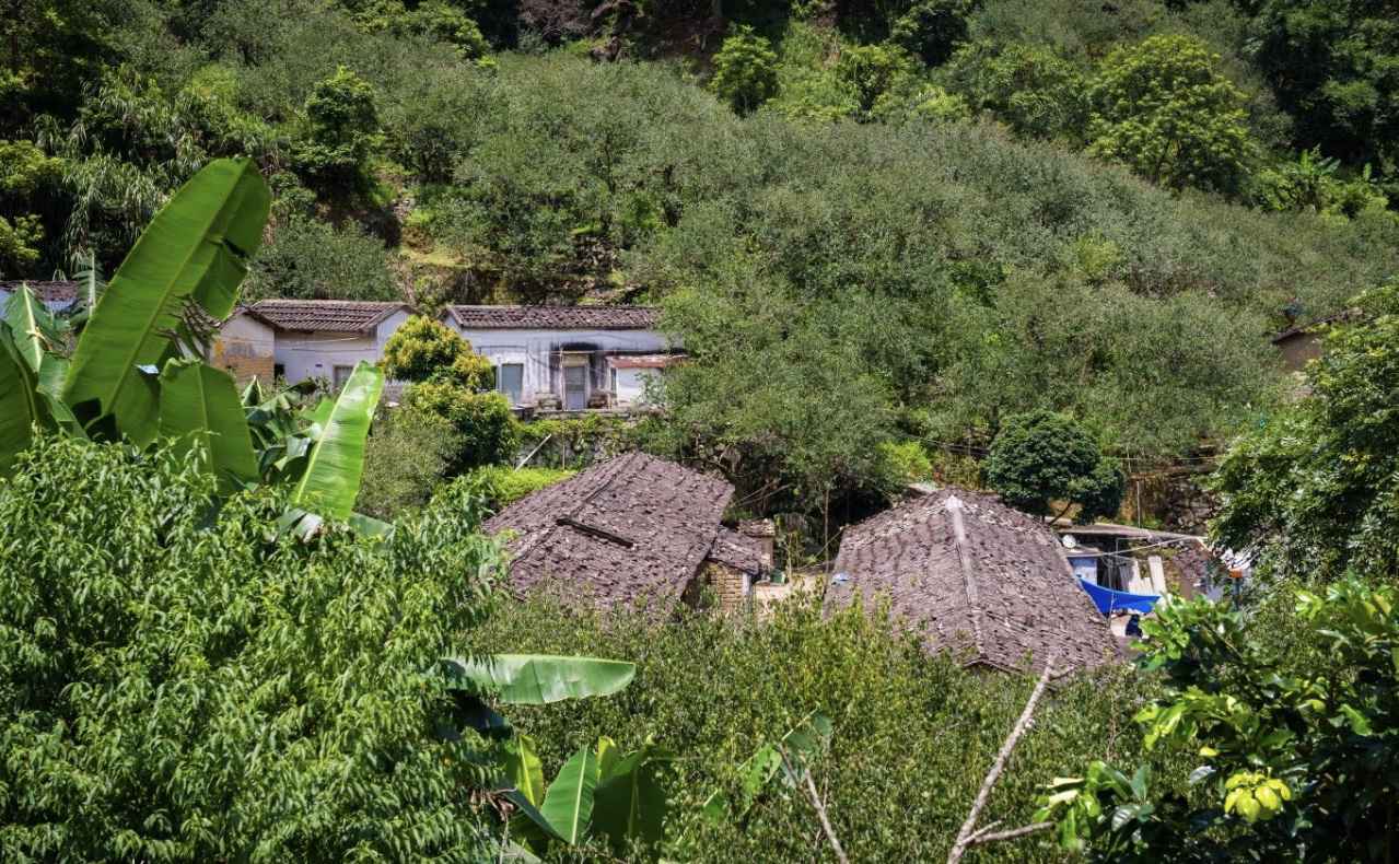 【岭南影象】揭阳揭西：西坑香雪海，坪上绿云烟