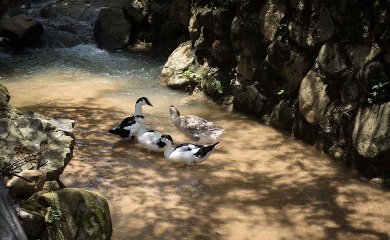 【岭南影象】揭阳揭西：西坑香雪海，坪上绿云烟
