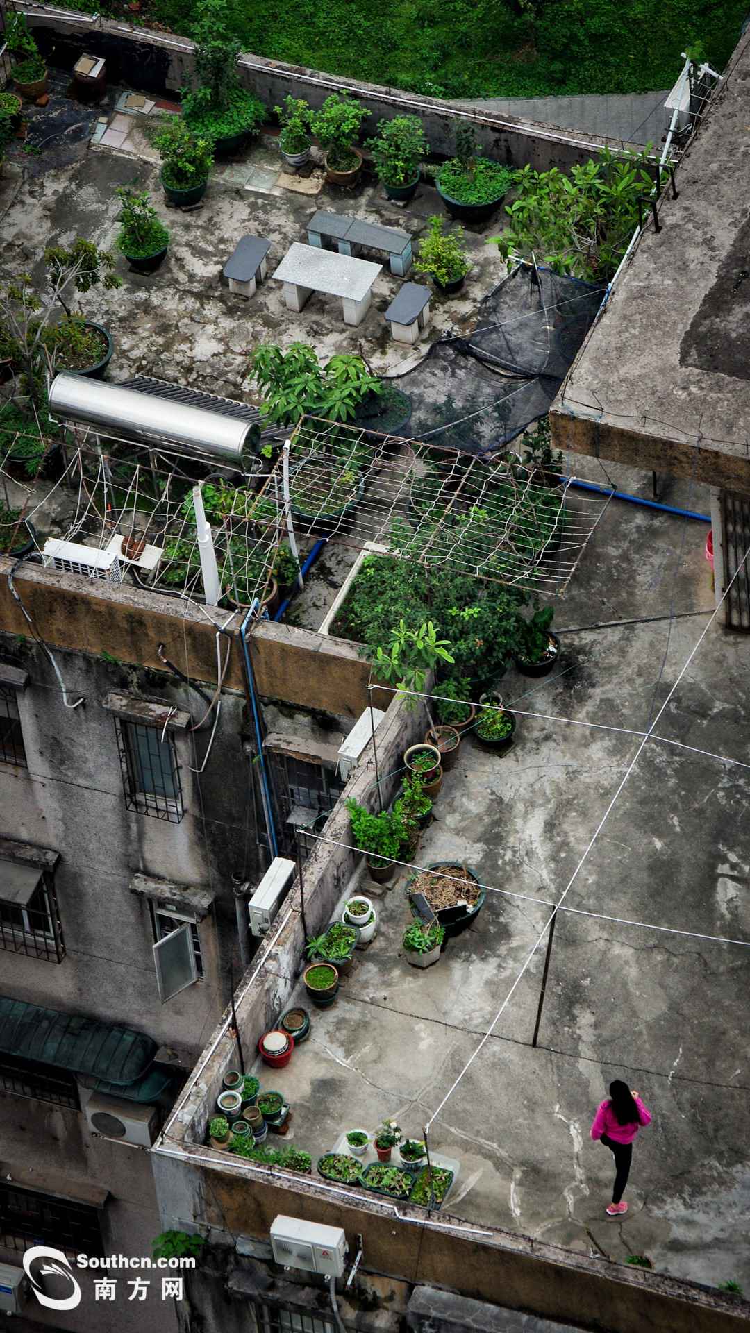 天台上的春天：方寸之地 别样糊口