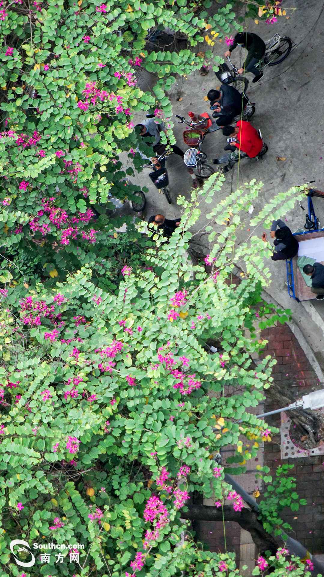 天台上的春天：方寸之地 别样糊口