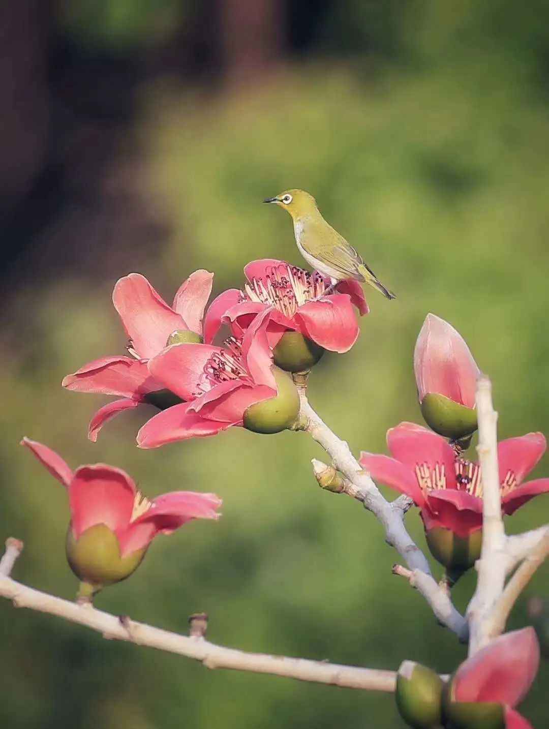 鸟界也有网红景点？这些野鸟纷纷来打卡！