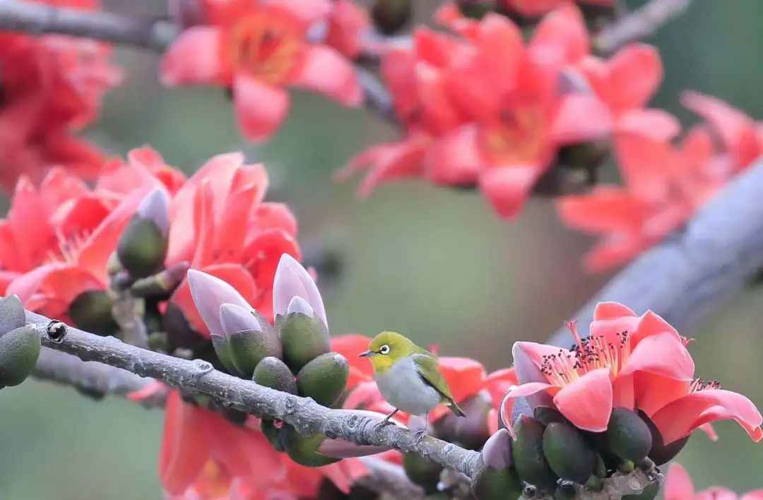 鸟界也有网红景点？这些野鸟纷纷来打卡！
