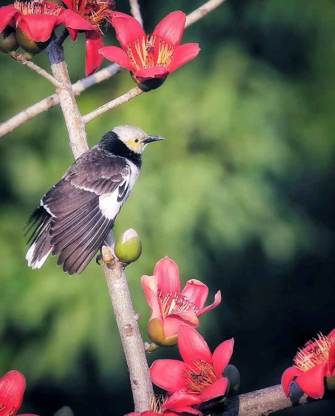 鸟界也有网红景点？这些野鸟纷纷来打卡！