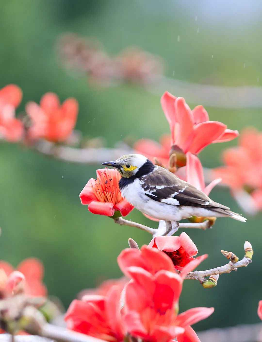 鸟界也有网红景点？这些野鸟纷纷来打卡！