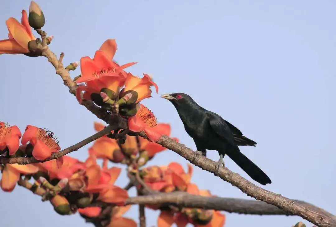 鸟界也有网红景点？这些野鸟纷纷来打卡！