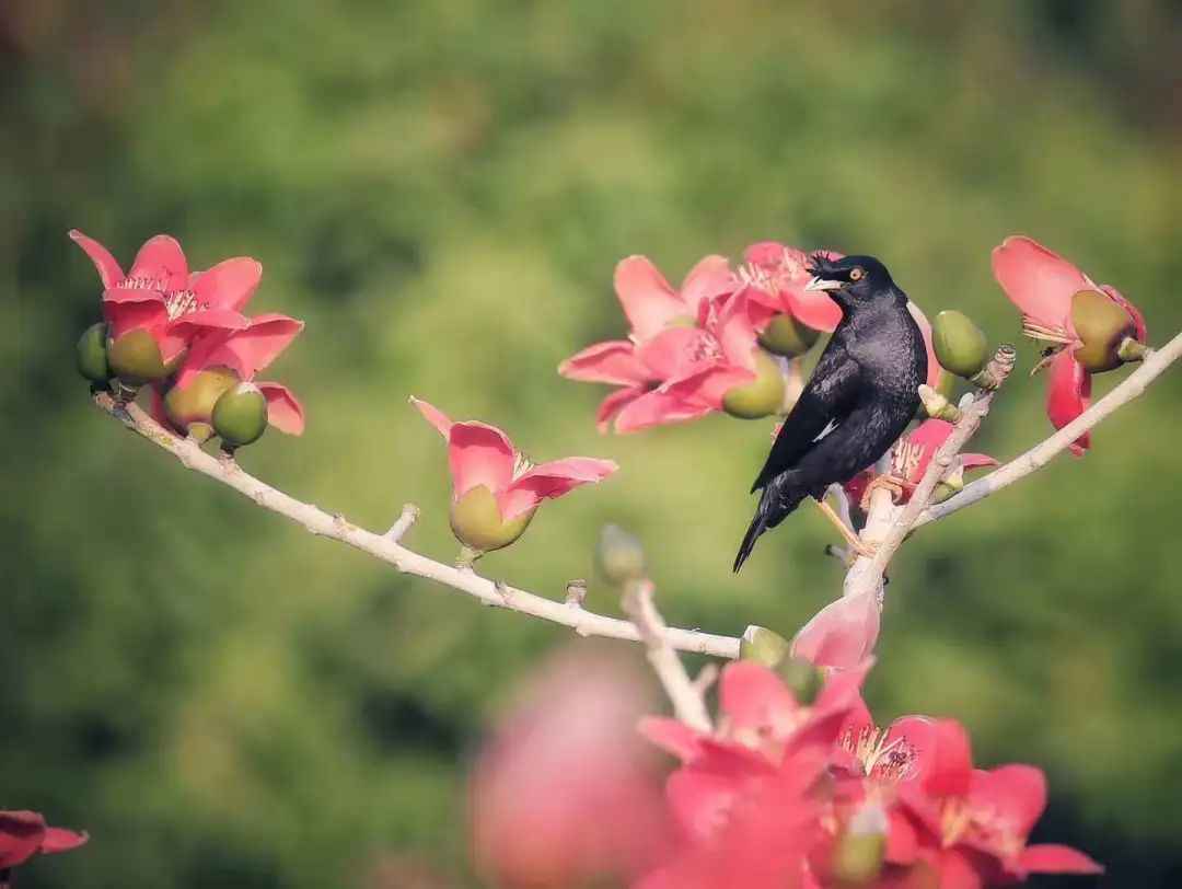 鸟界也有网红景点？这些野鸟纷纷来打卡！
