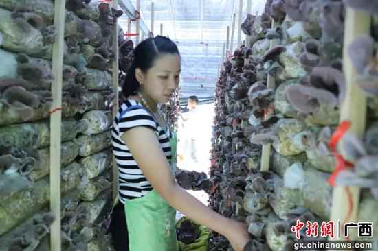 梁玉芝在采摘木耳。 喝泉水长大的木耳成广西融水公众增收脱贫“致富花”