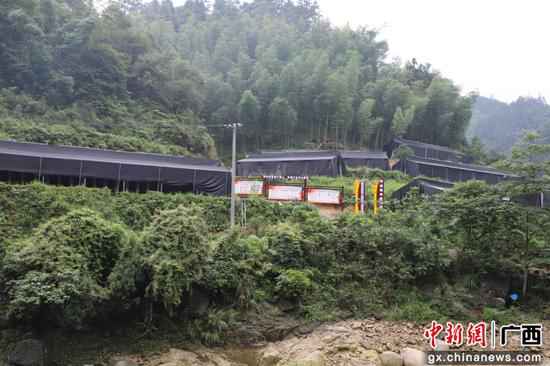 食用菌基地。 喝泉水长大的木耳成广西融水公众增收脱贫“致富花”