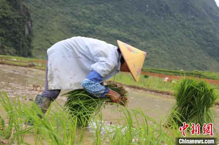 靖西：抢抓农时插秧忙 疫情之年保丰收