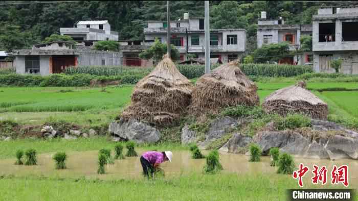 靖西：抢抓农时插秧忙 疫情之年保丰收