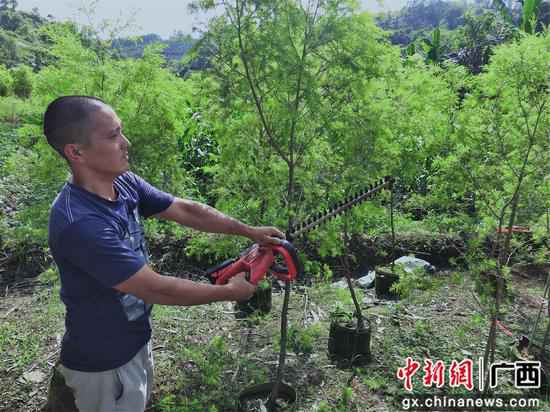 广西鹿寨黄金香柳筑起脱贫致富路