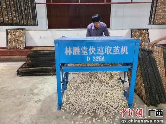 潘维刚在利用快速取茧机。 广西鹿寨尺度化蚕房结出亿元产值“致富茧”