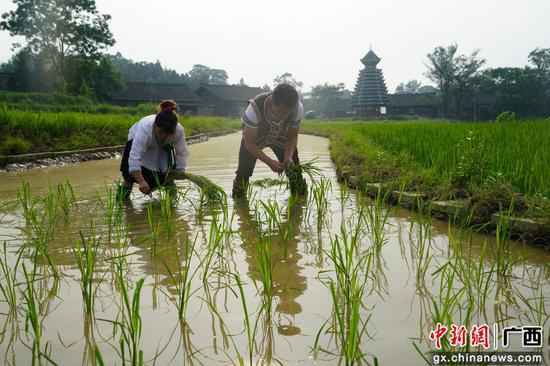 成长旅游助脱贫 大苗山近3万贫困群众敲开致富门