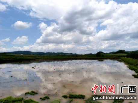 崇左江州区:浇灌用电增容为千亩农田降下“实时雨”