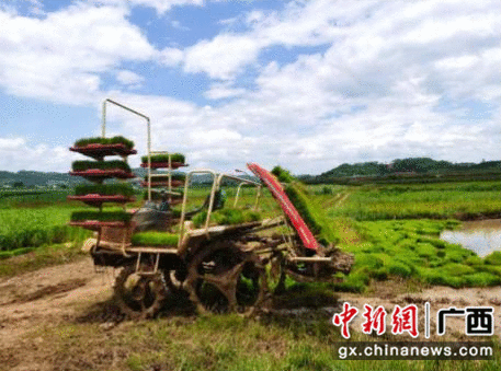 崇左江州区:浇灌用电增容为千亩农田降下“实时雨”