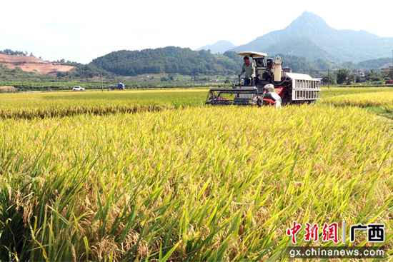 广西桂林平乐县：稻谷飘香收割忙