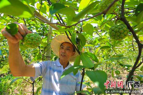 广西灵川大山瑶乡“布福娜”开出脱贫致富花