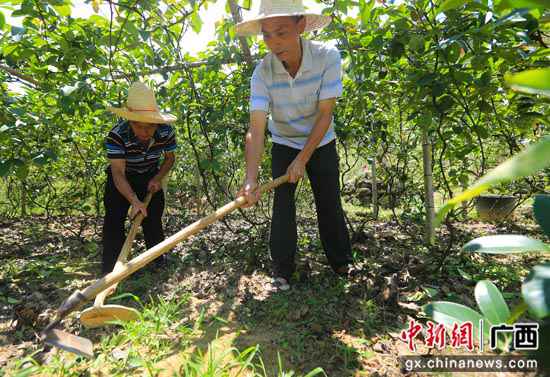 广西灵川大山瑶乡“布福娜”开出脱贫致富花