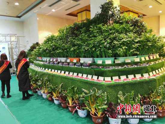 京津冀农业从业者齐聚河北饶阳 探讨蔬菜财富成长趋势——中国新闻网河北