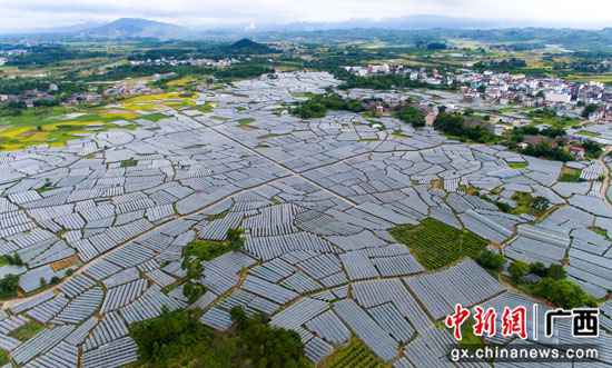 桂林临桂区:腊村的千亩葡萄熟了