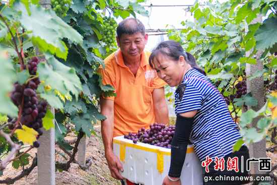 桂林临桂区:腊村的千亩葡萄熟了