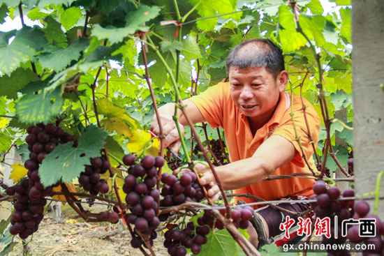 桂林临桂区:腊村的千亩葡萄熟了