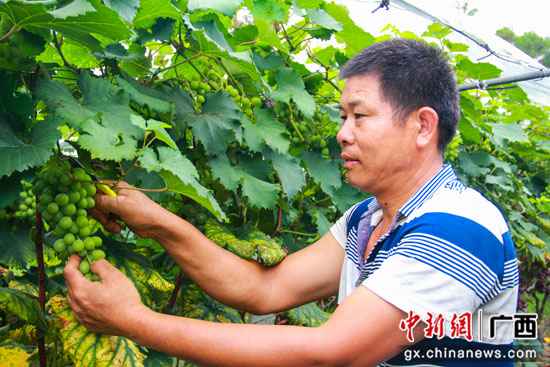 桂林临桂区:腊村的千亩葡萄熟了