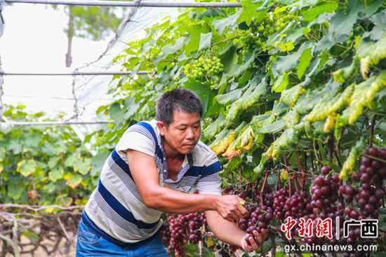 桂林临桂区:腊村的千亩葡萄熟了