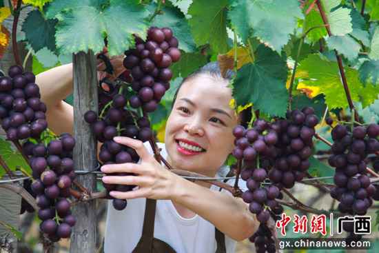 桂林临桂区:腊村的千亩葡萄熟了