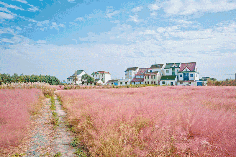 上海网红粉黛乱子草又开了免费开放 粉色花海如梦似幻