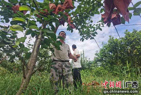 广西阳朔县阳朔镇:桂花梨香满致富路