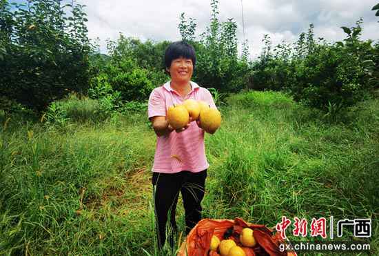 广西阳朔县阳朔镇:桂花梨香满致富路