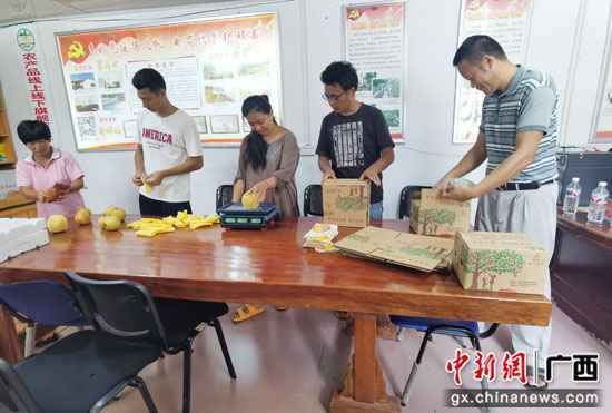 广西阳朔县阳朔镇:桂花梨香满致富路