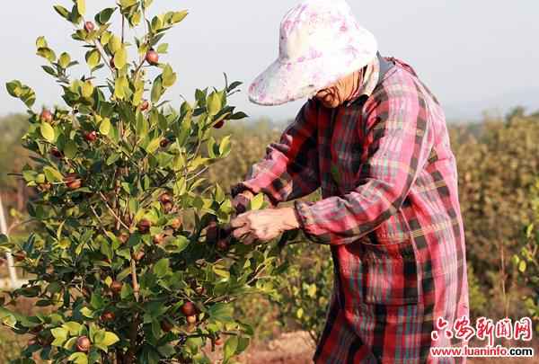 舒城县干汊河镇：大力大举成长林业经济 引发村子振兴活力