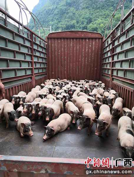 巴马加速生猪复产 贫困户实现财富增收