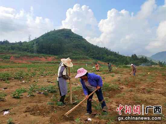 靖西：荒坡种香椿 绿了山头富了村