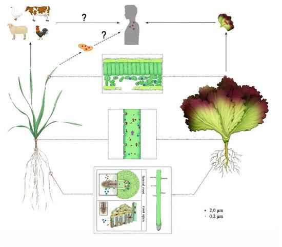 菜里有“毒”：研究展现作物接收微塑料通道与机制