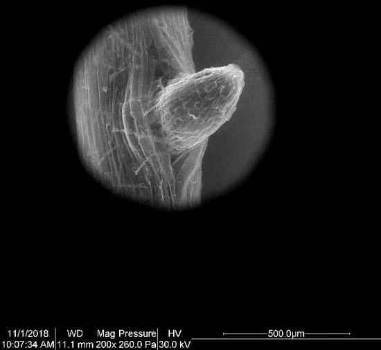 菜里有“毒”：研究展现作物接收微塑料通道与机制