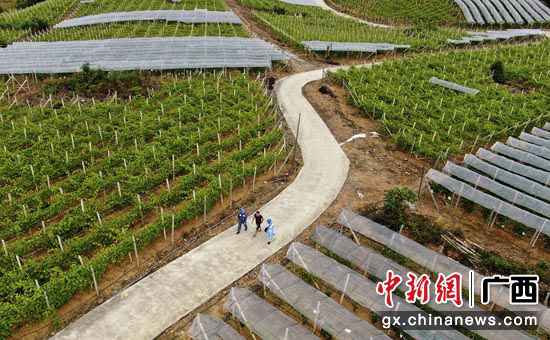 广西兴安县五甲村：错峰葡萄串起致富路