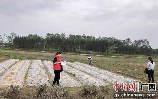 实地验收茉莉花。马颖文 摄 横县:财富奖补促增收 脱贫致富底气足