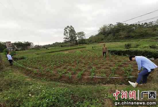 验收事情组实地验收玉米。马颖文 摄 横县:财富奖补促增收 脱贫致富底气足