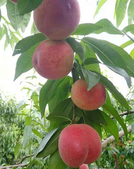 共克时艰 公益品宣|五一周边找耍事 这些农家游相识一下