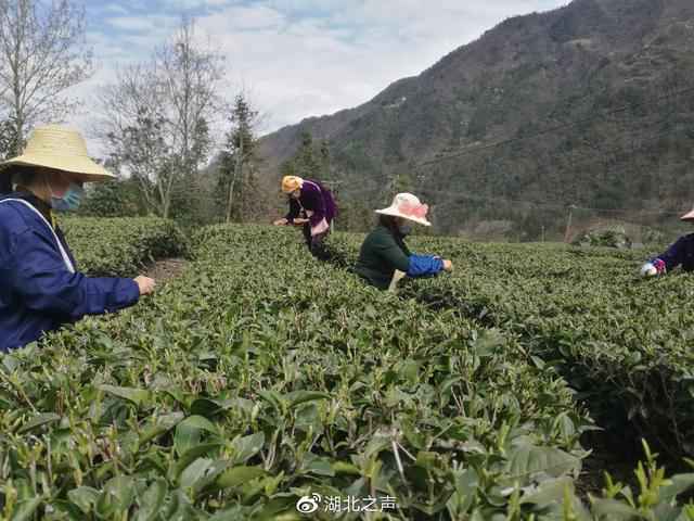 “鄂”有好茶|6万份五峰爱心春茶送亲人……