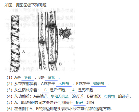 407岁古树被烧空心，为什么仍能功效？