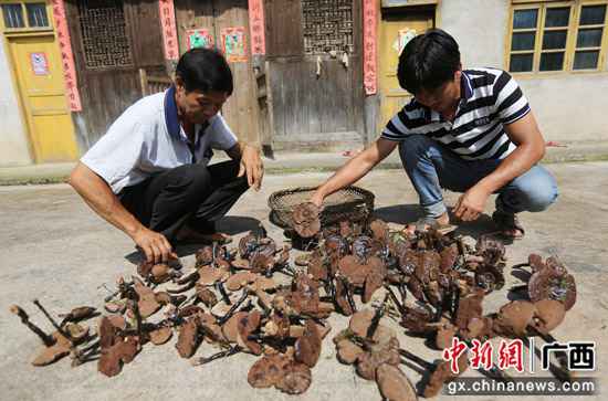 漫山遍野小灵芝铺就广西灵川县脱贫致富路