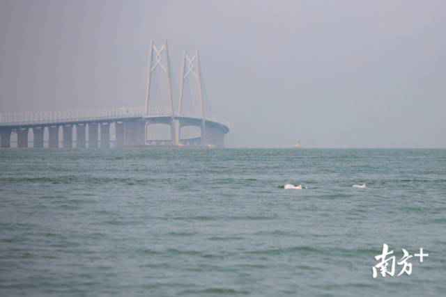幸运!港珠澳大桥四周邂逅中华白海豚,足足10余头