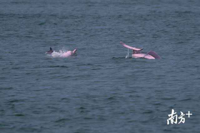 幸运!港珠澳大桥四周邂逅中华白海豚,足足10余头