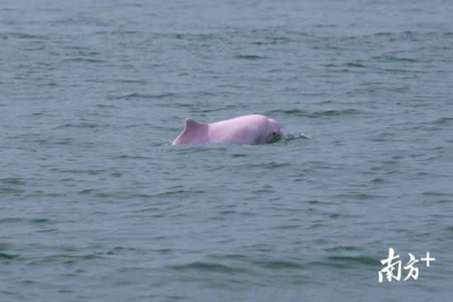 幸运!港珠澳大桥四周邂逅中华白海豚,足足10余头