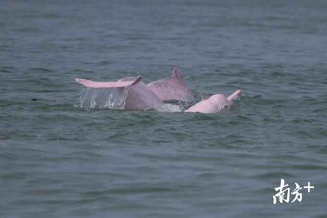 幸运!港珠澳大桥四周邂逅中华白海豚,足足10余头